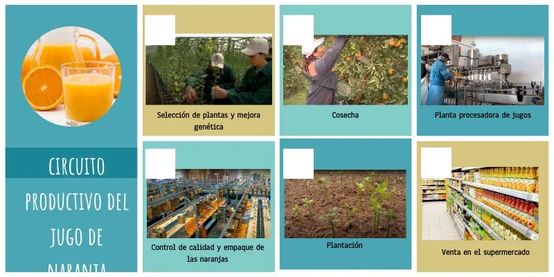 Circuito productivo del jugo de naranja - Cómo es la producción de la naranja circuito productivo del jugo de naranja - Cómo es la producción de la naranja