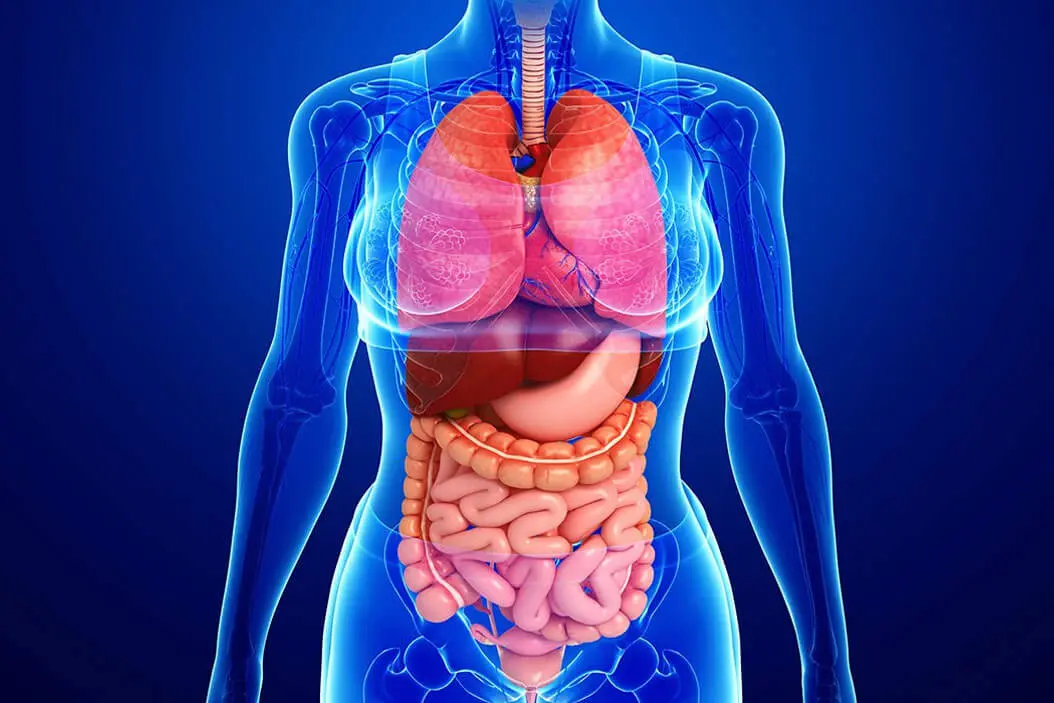 Jugos gastrointestinales: Importancia y funcionamiento del sistema digestivo - Cómo hacer jugos gástricos jugos gastrointestinales - Cómo hacer jugos gástricos
