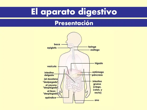 Cuáles son y dónde se producen los distintos jugos digestivos - Cómo se llaman las 4 etapas del proceso digestivo cuales son y donde se producen los distintos jugos digestivos - Cómo se llaman las 4 etapas del proceso digestivo