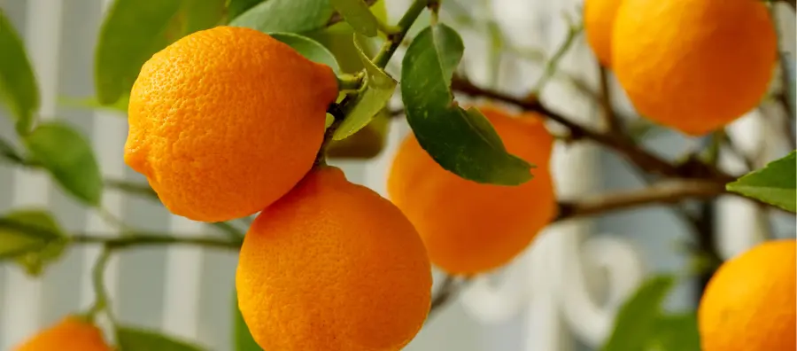 Beneficios del jugo de naranja exprimido - Cómo se recomienda tomar el jugo de naranja jugo de naranja - Cómo se recomienda tomar el jugo de naranja