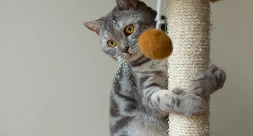 Jugos para gatos: ¿Son una opción saludable? - Cómo tener entretenido a tu gato jugos para gatos - Cómo tener entretenido a tu gato