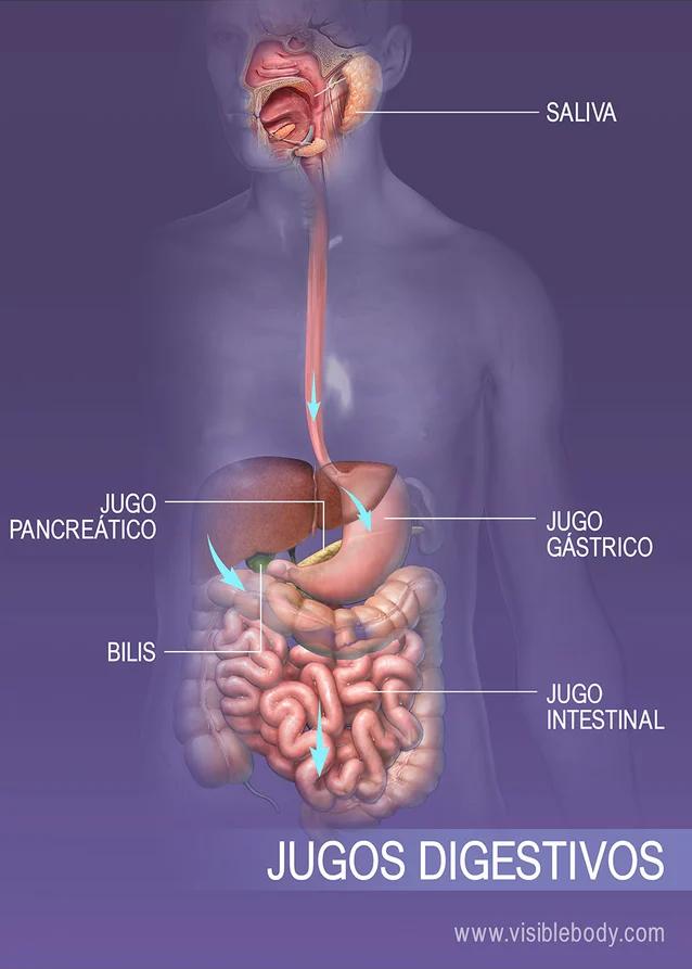 funcion del jugo gastrico en el sistema digestivo - Cuál es la función del estómago en el sistema digestivo