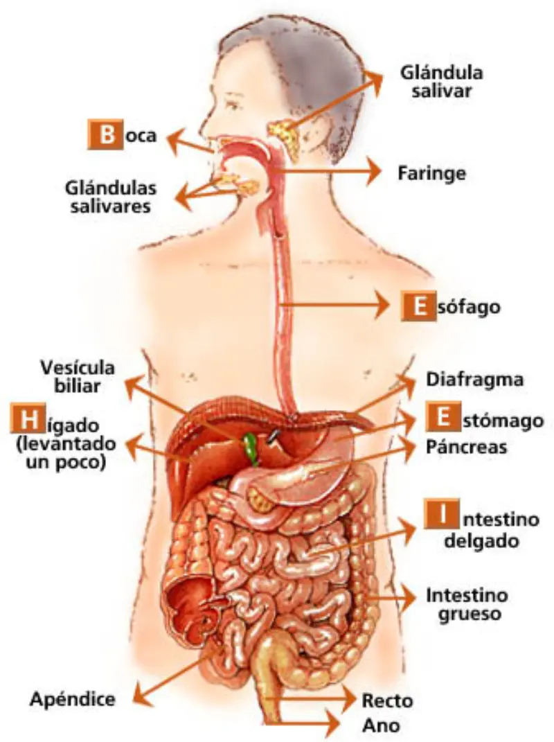 Los jugos que intervienen en el proceso digestivo - Cuáles son los procesos de la digestión cuales son los jugos que intervienen en el proceso digestivo - Cuáles son los procesos de la digestión