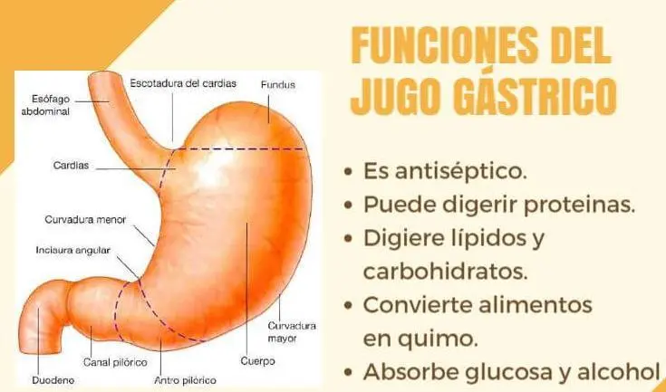 Cuales son los jugos digestivos - Cuáles son los productos de la digestión de los alimentos cuales son los jugos digestivos - Cuáles son los productos de la digestión de los alimentos