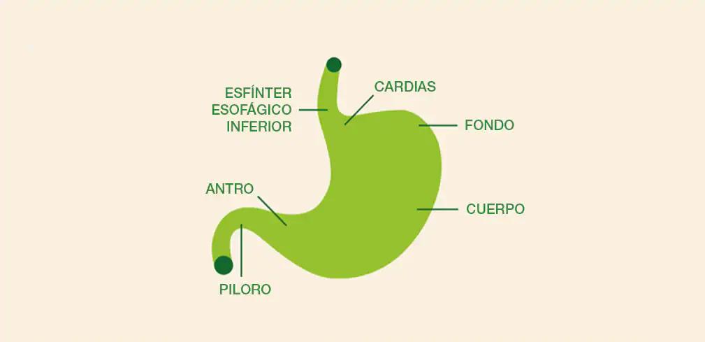 Jugo gástrico color verde: ¿qué significa y cuándo puede ser peligroso? - Cuando el vómito es peligroso jugo gastrico color verde - Cuando el vómito es peligroso