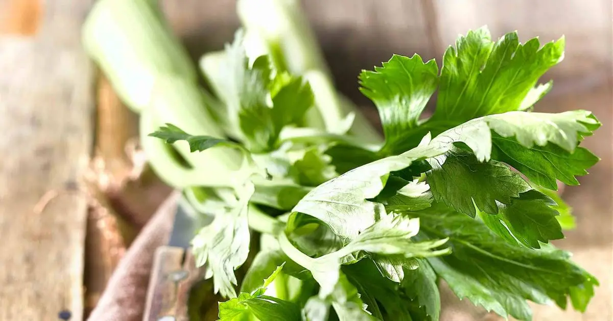 Beneficios del jugo de apio - Cuando no se debe tomar apio jugo de apio - Cuando no se debe tomar apio