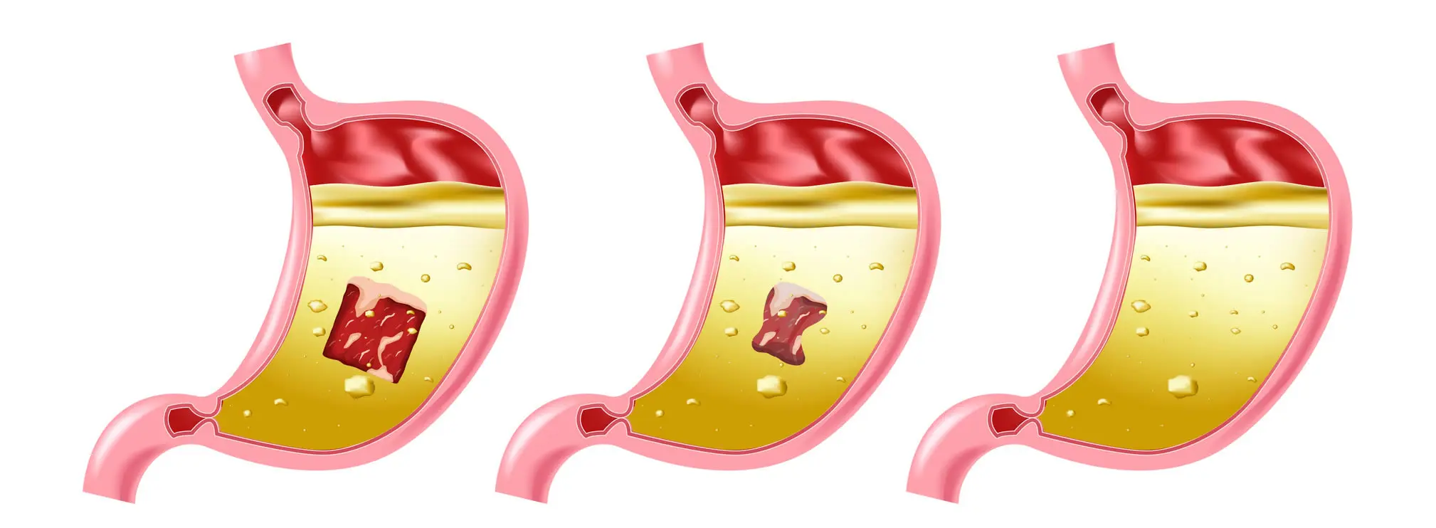 jugos digestivos - Cuándo se produce el jugo gástrico