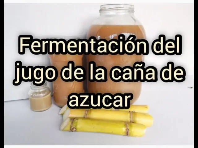 Jugo de caña fermentado: Beneficios, usos y cómo se toma - Cuánto tiempo se puede guardar el jugo de caña jugo de caña fermentado - Cuánto tiempo se puede guardar el jugo de caña