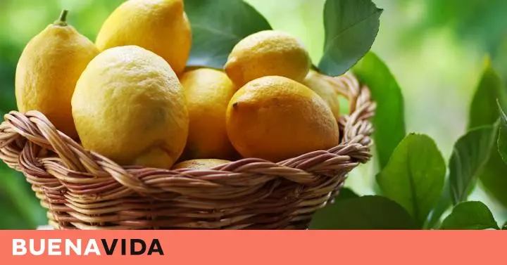 Cuánto tiempo dura el jugo de limón exprimido - Cuánto tiempo tarda en degradarse un limón cuanto tiempo dura el jugo de limon exprimido - Cuánto tiempo tarda en degradarse un limón