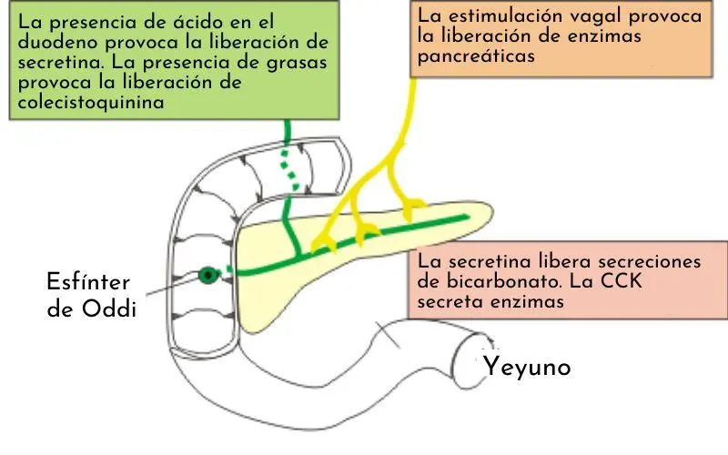 Dónde desemboca el jugo pancreático - Dónde desemboca el páncreas donde desemboca el jugo pancreatico - Dónde desemboca el páncreas