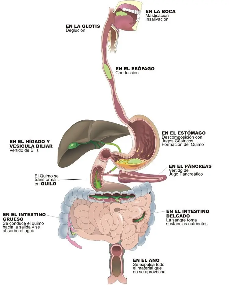 El jugo pancreático es vertido en el sistema digestivo - Dónde es vertido el jugo pancreático el jugo pancreatico es vertido en el - Dónde es vertido el jugo pancreático