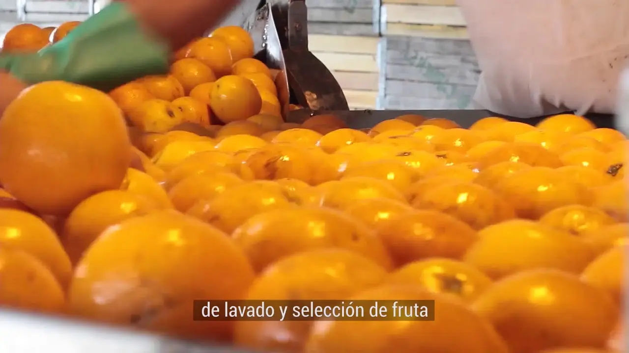 planta jugos citric - Dónde se produce el jugo Citric