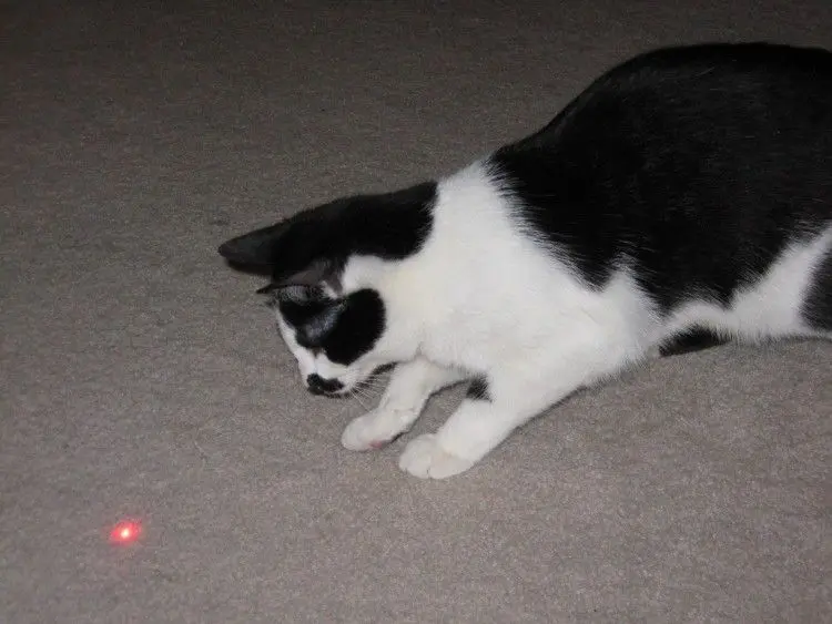 jugar con laser perros - Por qué a los perros les gusta el láser