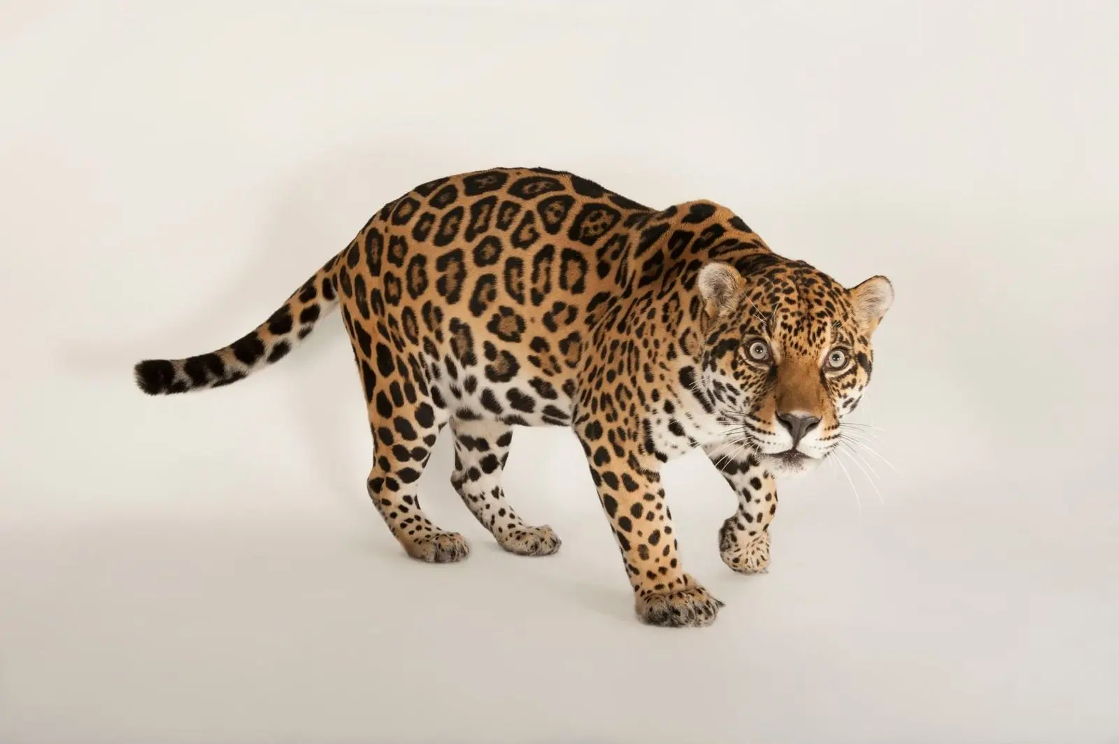 Donde jugaron los jaguares - Por qué desaparecio Jaguares donde jugaron los jaguares - Por qué desaparecio Jaguares