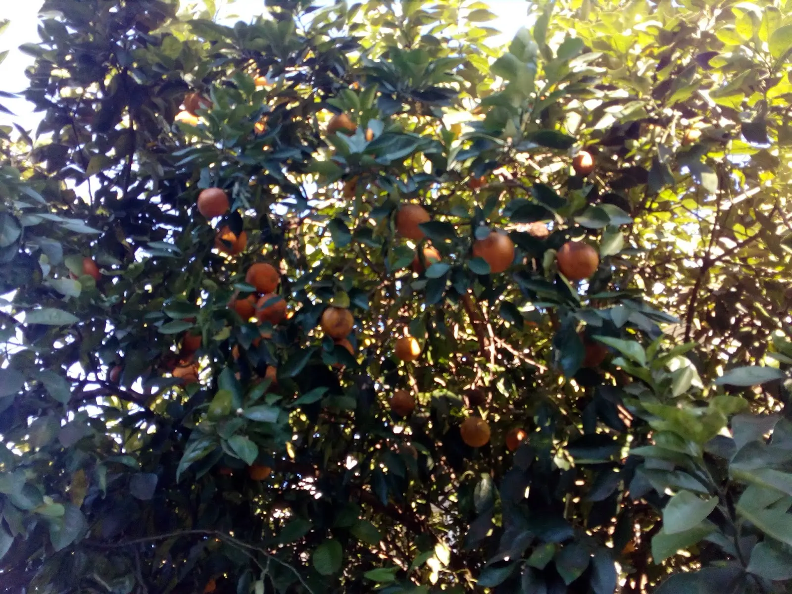Beneficios del jugo de apepú - Qué beneficios tiene el jugo de naranja agria beneficios del jugo de apepú - Qué beneficios tiene el jugo de naranja agria
