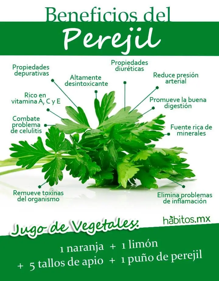 Beneficios del perejil en jugo - Qué beneficios tiene el jugo de perejil en ayunas beneficios del perejil en jugo - Qué beneficios tiene el jugo de perejil en ayunas