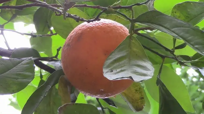 Beneficios del jugo de apepú - Qué beneficios tiene la naranja agria para la salud beneficios del jugo de apepú - Qué beneficios tiene la naranja agria para la salud