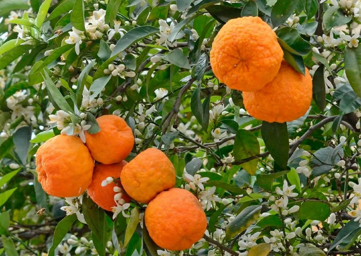 Beneficios del jugo de apepú - Qué beneficios tiene tomar jugo de naranja agria en ayunas beneficios del jugo de apepú - Qué beneficios tiene tomar jugo de naranja agria en ayunas