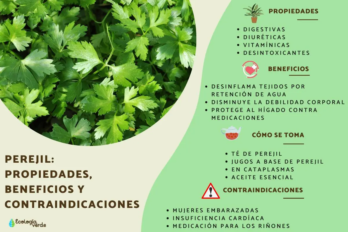 Para qué sirve el jugo de perejil: beneficios y propiedades - Qué cantidad de perejil se puede tomar al día para que sirve el jugo de perejil - Qué cantidad de perejil se puede tomar al día