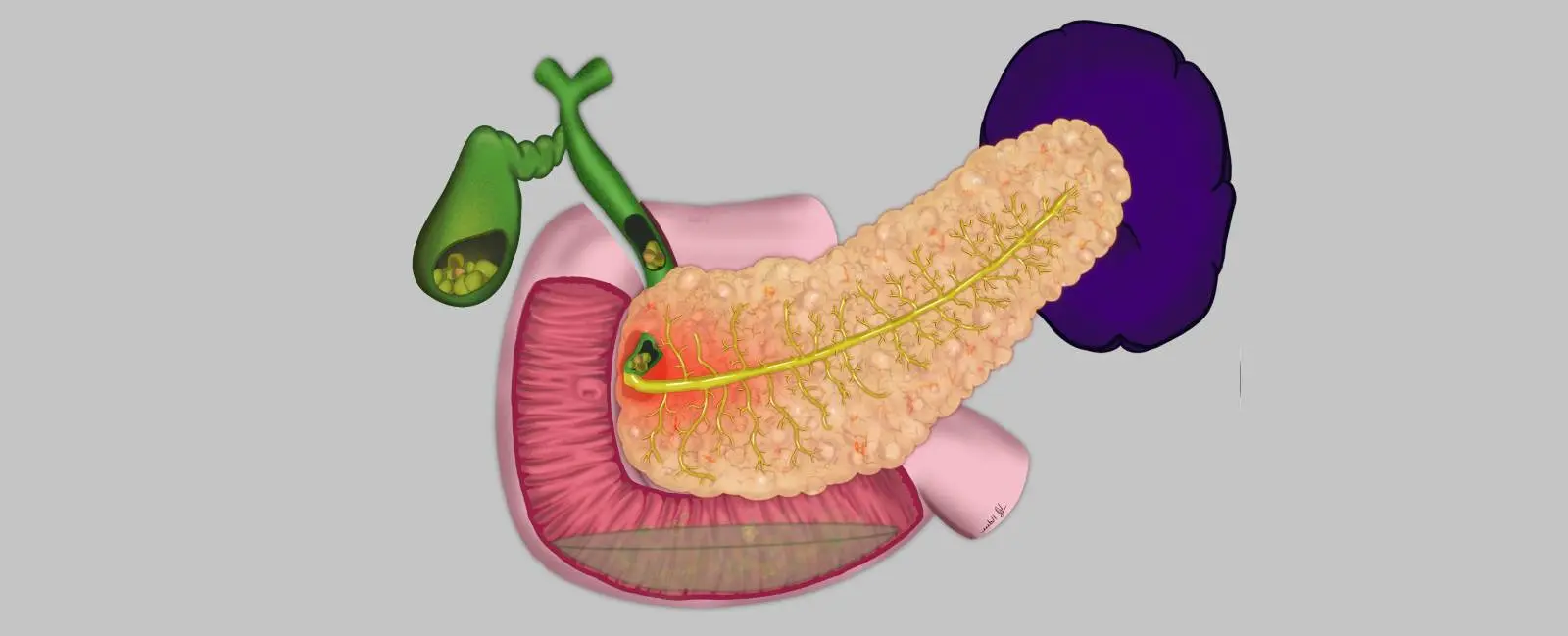 La función del jugo pancreático - Qué degrada el jugo pancreático jugo pancreatico funcion - Qué degrada el jugo pancreático