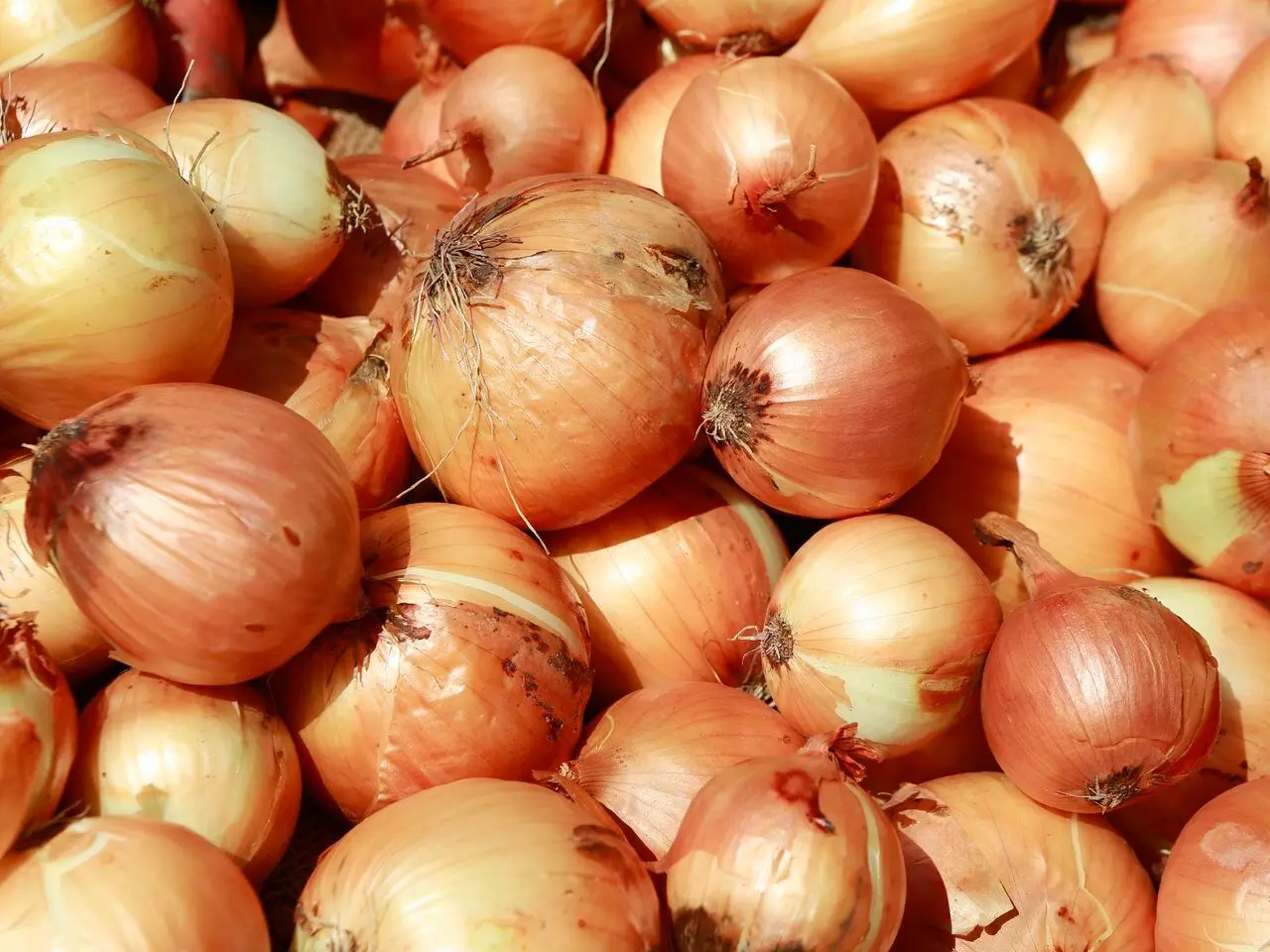 Tomar jugo de cebolla en ayunas: Beneficios y propiedades - Qué efecto tiene el jugo de cebolla tomar jugo de cebolla en ayunas - Qué efecto tiene el jugo de cebolla