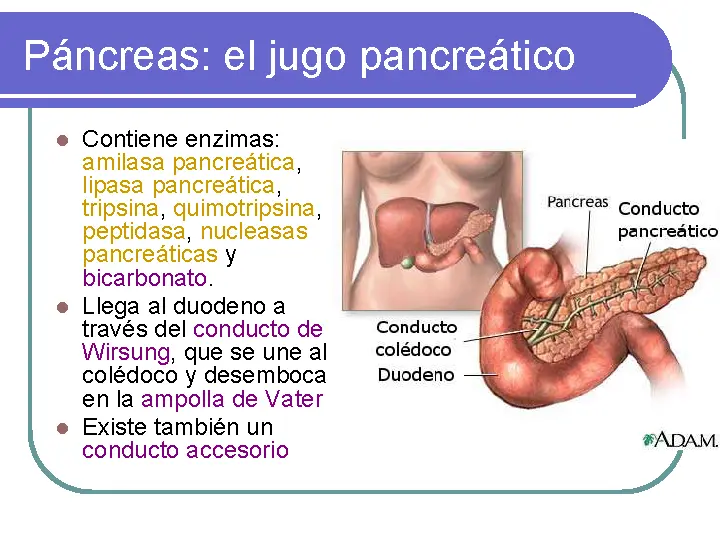 Qué jugo o enzima produce el estómago - Qué enzima produce el estómago que jugo o enzima produce el estomago - Qué enzima produce el estómago