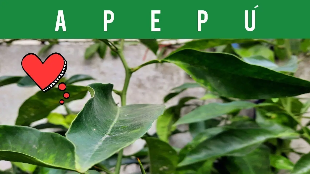Beneficios del jugo de apepú - Qué es el apepú beneficios del jugo de apepú - Qué es el apepú
