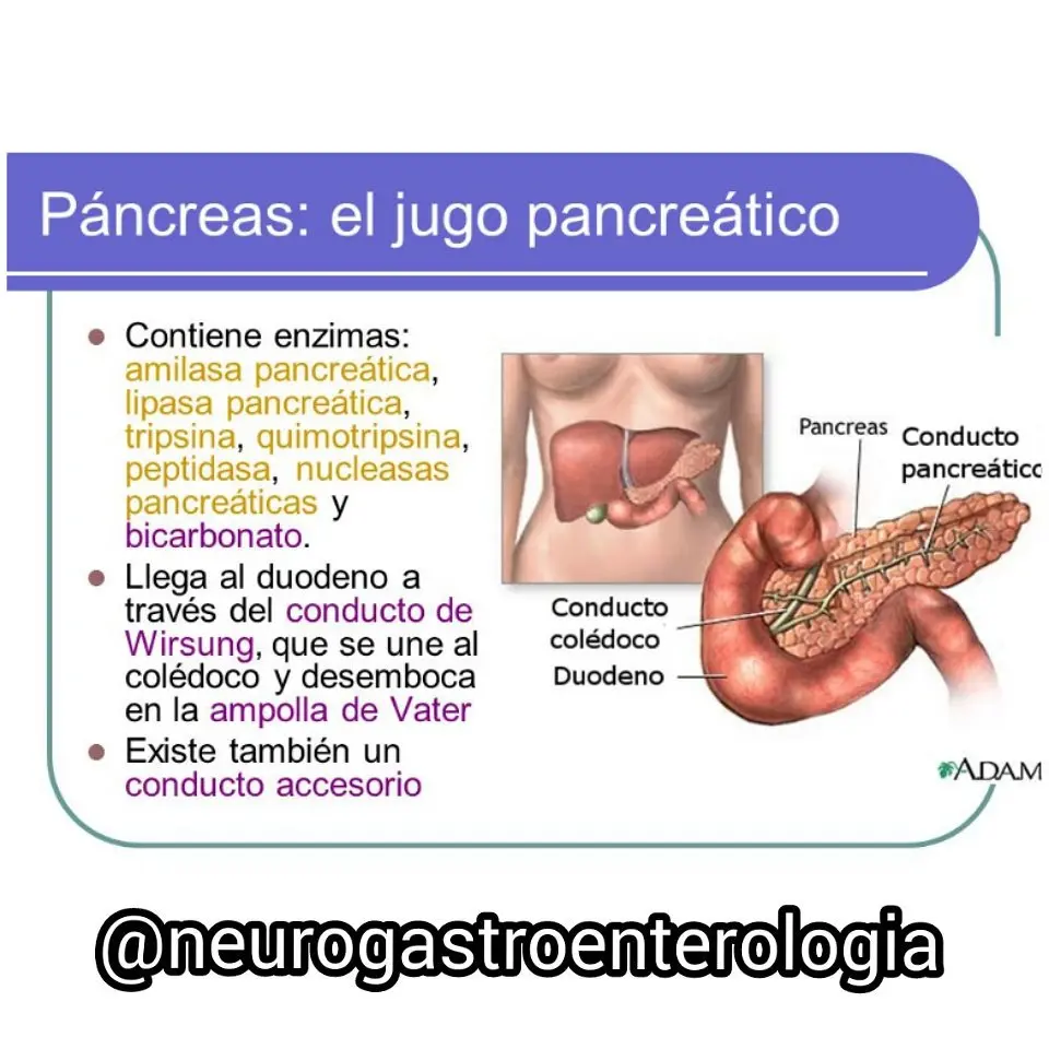 La función del jugo pancreático - Qué función tiene el jugo pancreático jugo pancreatico funcion - Qué función tiene el jugo pancreático