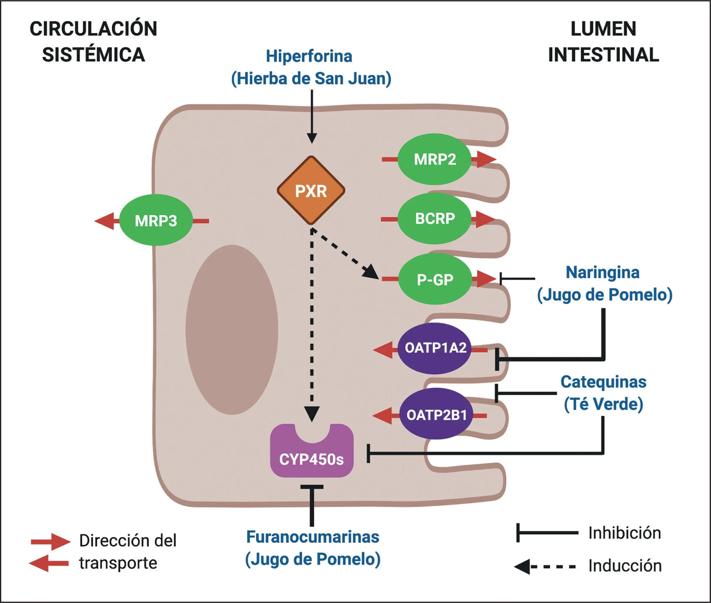 El jugo de pomelo como inhibidor enzimático - Que inhibe el jugo de pomelo jugo de pomelo inhibidor enzimatico - Que inhibe el jugo de pomelo