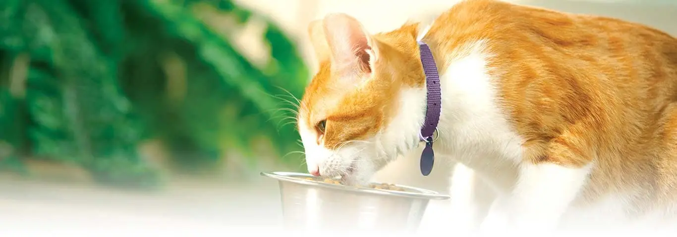 Jugos para gatos: ¿Son una opción saludable? - Que no le puedo dar a mi gato jugos para gatos - Que no le puedo dar a mi gato