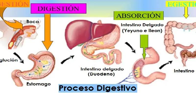 Jugos Digestivos: Mejora tu digestión de forma natural - Que se puede tomar para digerir la comida jugos digestivos - Que se puede tomar para digerir la comida