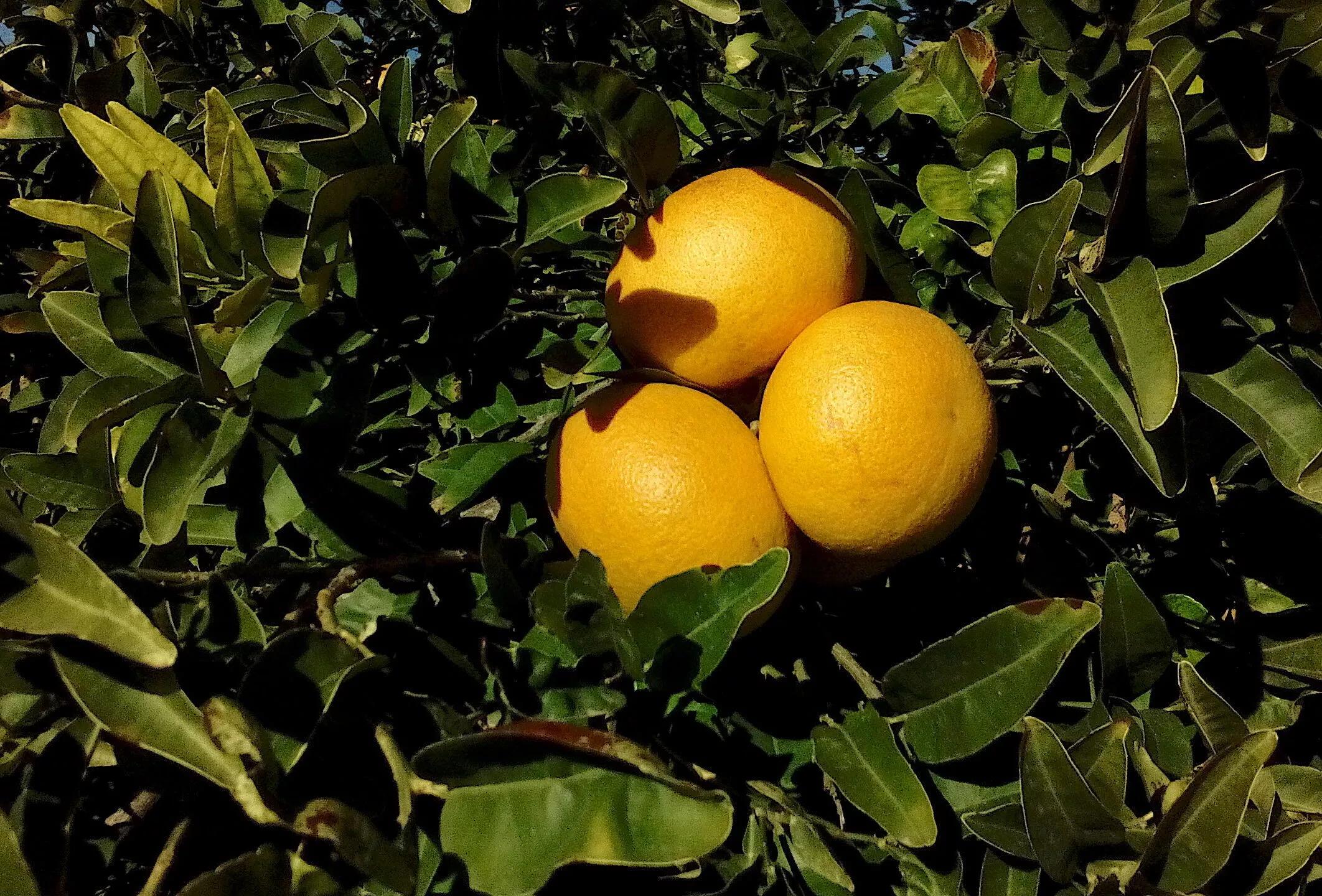 Juego de Pomelo: Un divertido y educativo juego para niños - Qué significa la palabra pomelo en Argentina juego de pomelo - Qué significa la palabra pomelo en Argentina