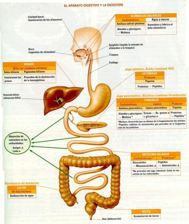 Contiene glándulas que fabrican jugos intestinales - Qué son las glándulas intestinales contiene glandulas que fabrican jugos intestinales - Qué son las glándulas intestinales